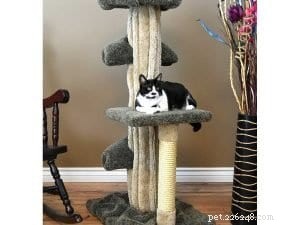 Top 10 Instagram Accounts Every New Kitten Owner Should Follow