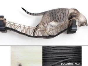 Top 10 Instagram Accounts Every New Kitten Owner Should Follow
