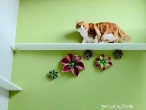 Top 10 Instagram Accounts Every New Kitten Owner Should Follow