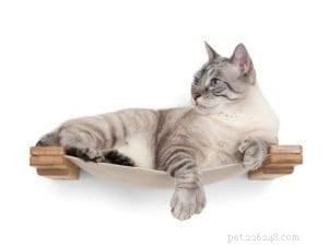 Top 10 Instagram Accounts Every New Kitten Owner Should Follow