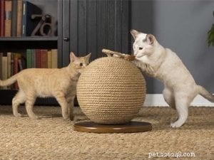Top 10 Instagram Accounts Every New Kitten Owner Should Follow