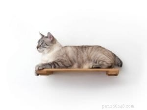 Top 10 Instagram Accounts Every New Kitten Owner Should Follow