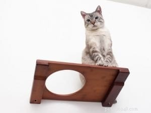 Top 10 Instagram Accounts Every New Kitten Owner Should Follow