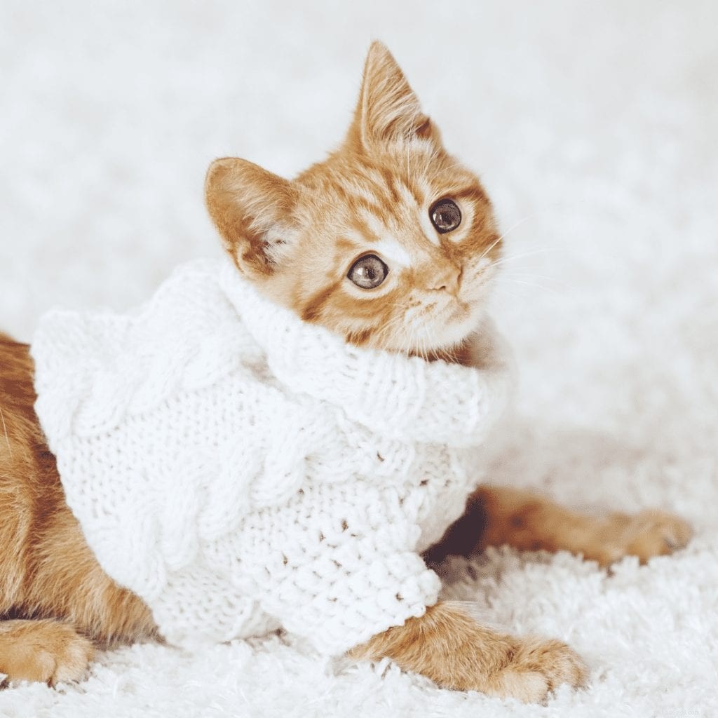 How to Spot Teething in Your Kitten: Signs, Symptoms, and Care Tips