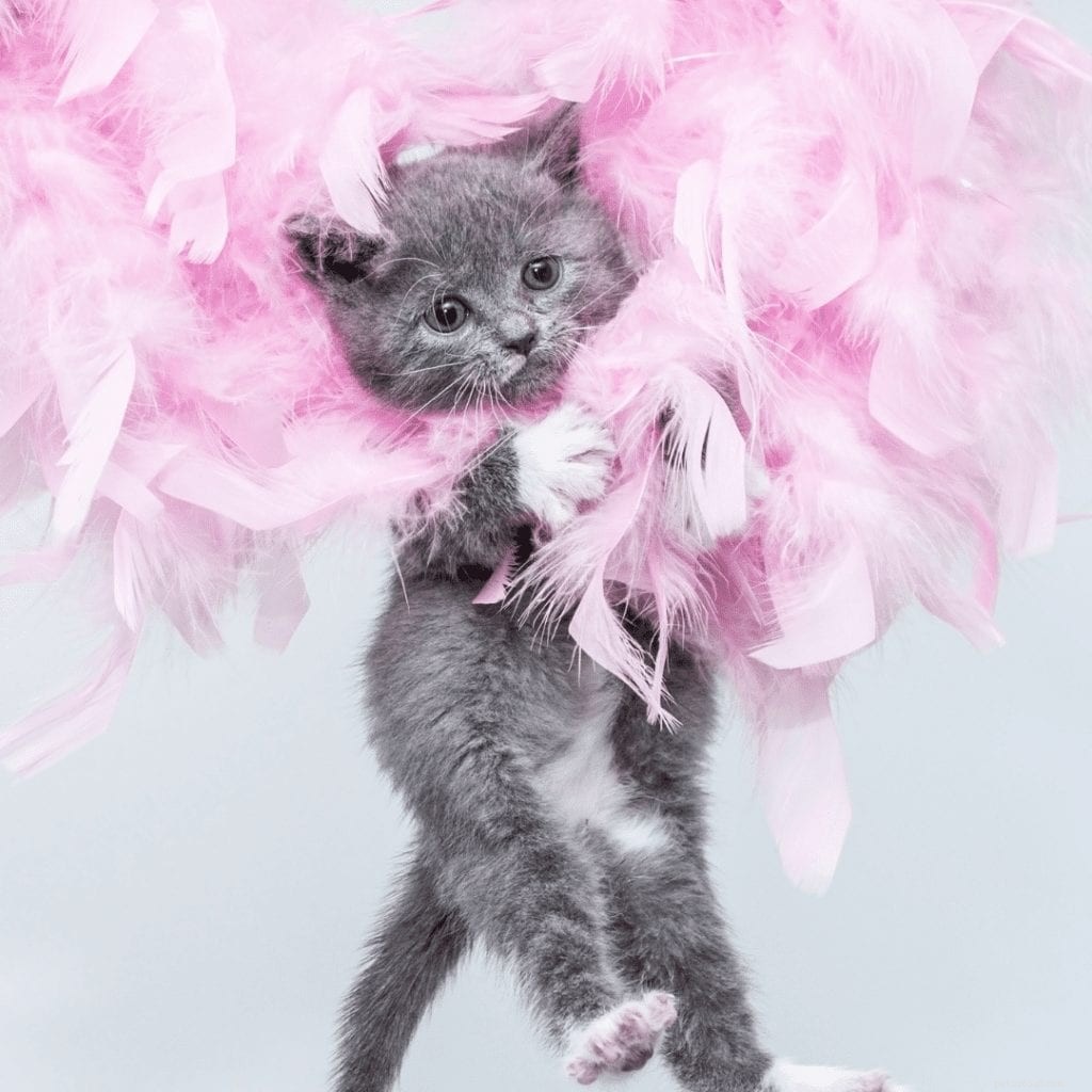 How to Spot Teething in Your Kitten: Signs, Symptoms, and Care Tips