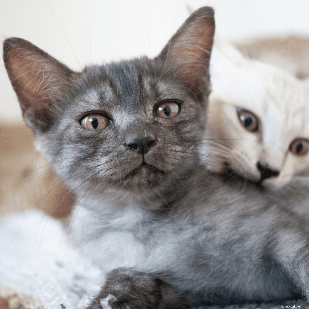 Why Do Baby Kittens Bite? Expert Insights & Care Tips