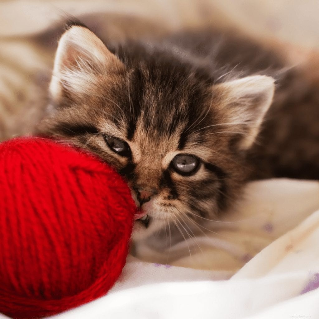 Why Do Baby Kittens Bite? Expert Insights & Care Tips