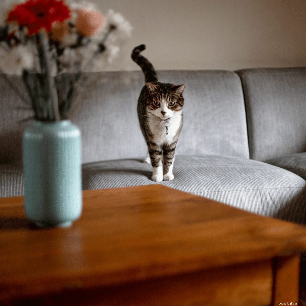 How Pet Air Purifiers Reduce Dander and Allergy Symptoms for Cat and Dog Owners