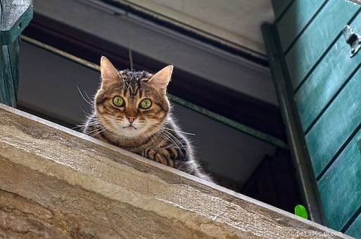 Build a Budget-Friendly Window Catio for Your Cat in Under $100 (2021 Guide)