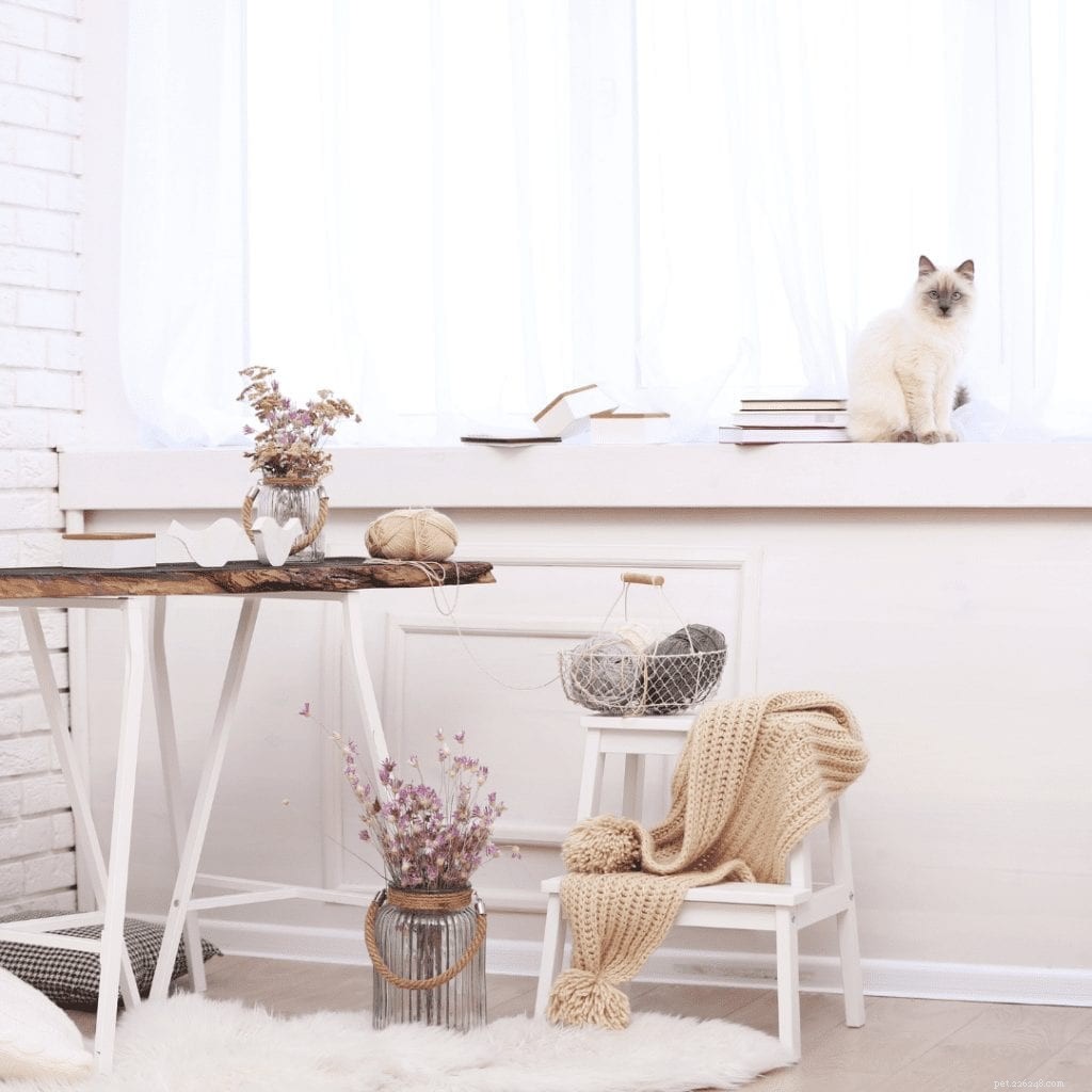 Bringing the Outdoors In: Pet-Friendly Biophilic Design Ideas