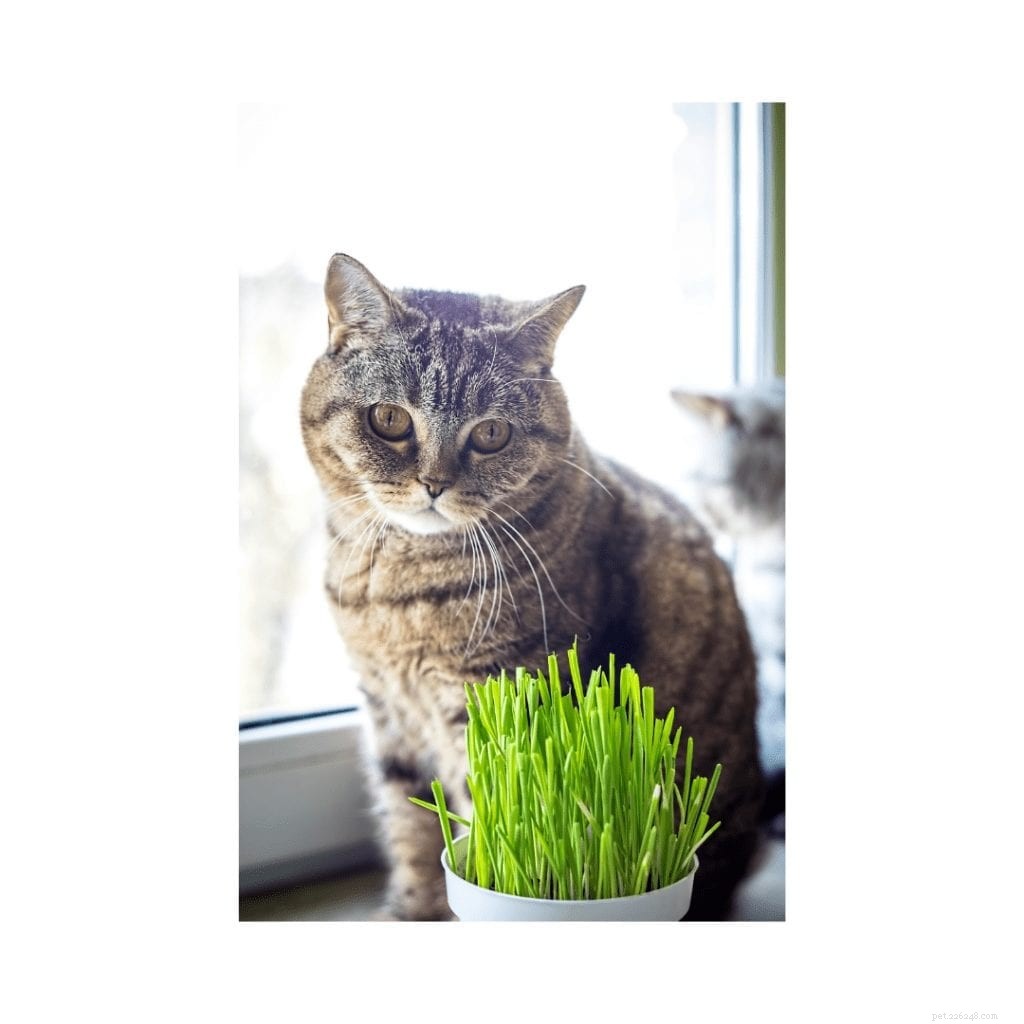 Bringing the Outdoors In: Pet-Friendly Biophilic Design Ideas