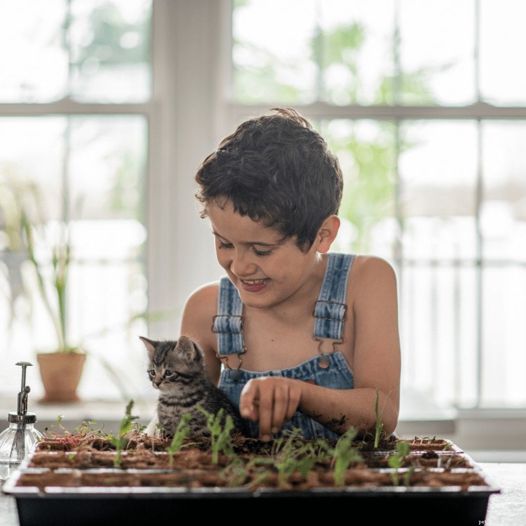 Bringing the Outdoors In: Pet-Friendly Biophilic Design Ideas