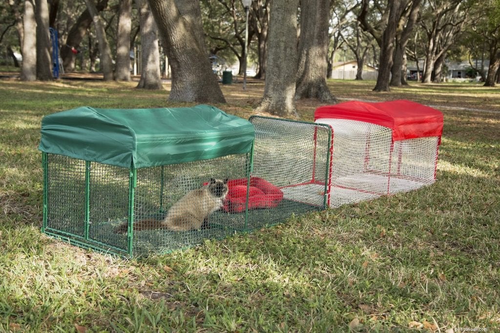 When a Catio Can’t Be Built: Safe Alternatives for Your Cat (2021 Update)
