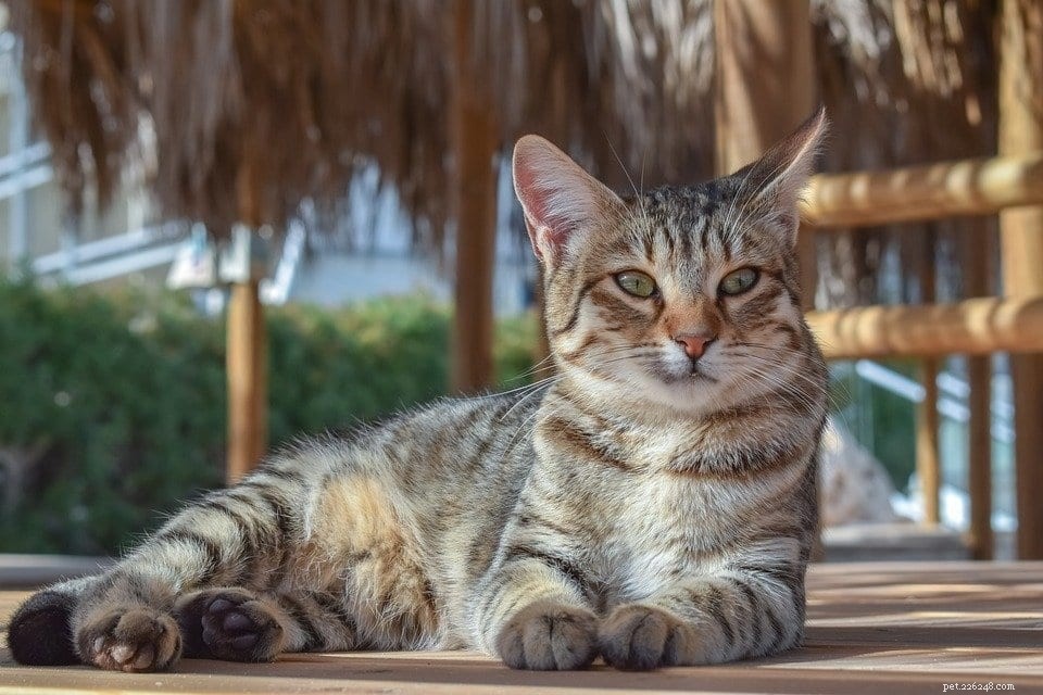 When a Catio Can’t Be Built: Safe Alternatives for Your Cat (2021 Update)