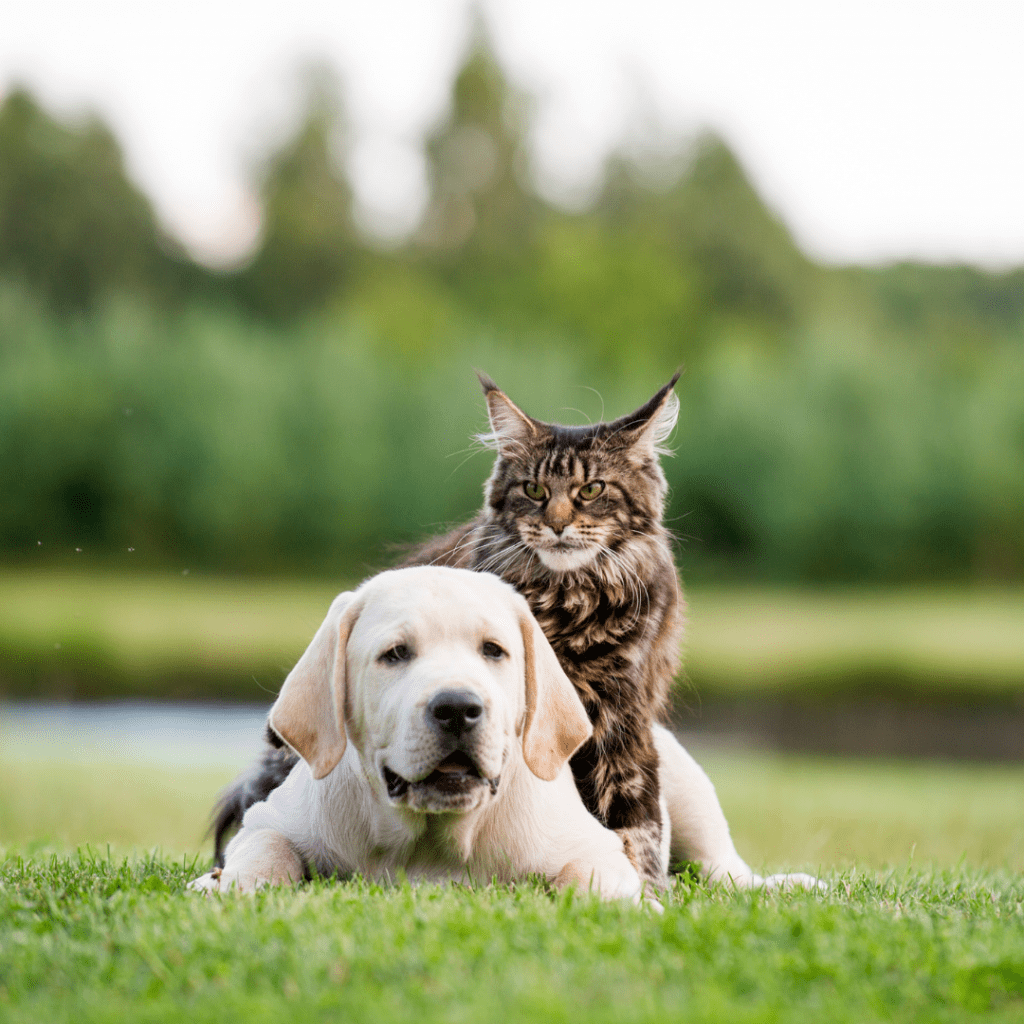 Can Maine Coon Cats Coexist Harmoniously with Dogs?