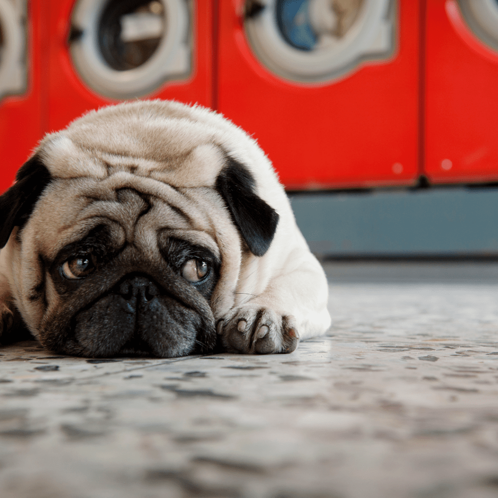 Can a Landlord Evict You for Having a Pet? Understanding Your Rights and Lease Rules