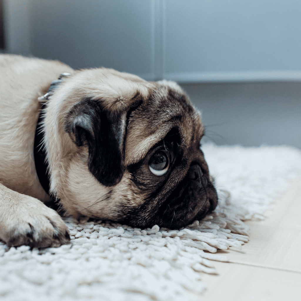 Can a Landlord Evict You for Having a Pet? Understanding Your Rights and Lease Rules
