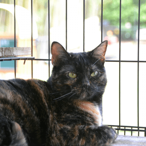 Top 10 Tips for Selecting the Ideal Cat Catio Furniture