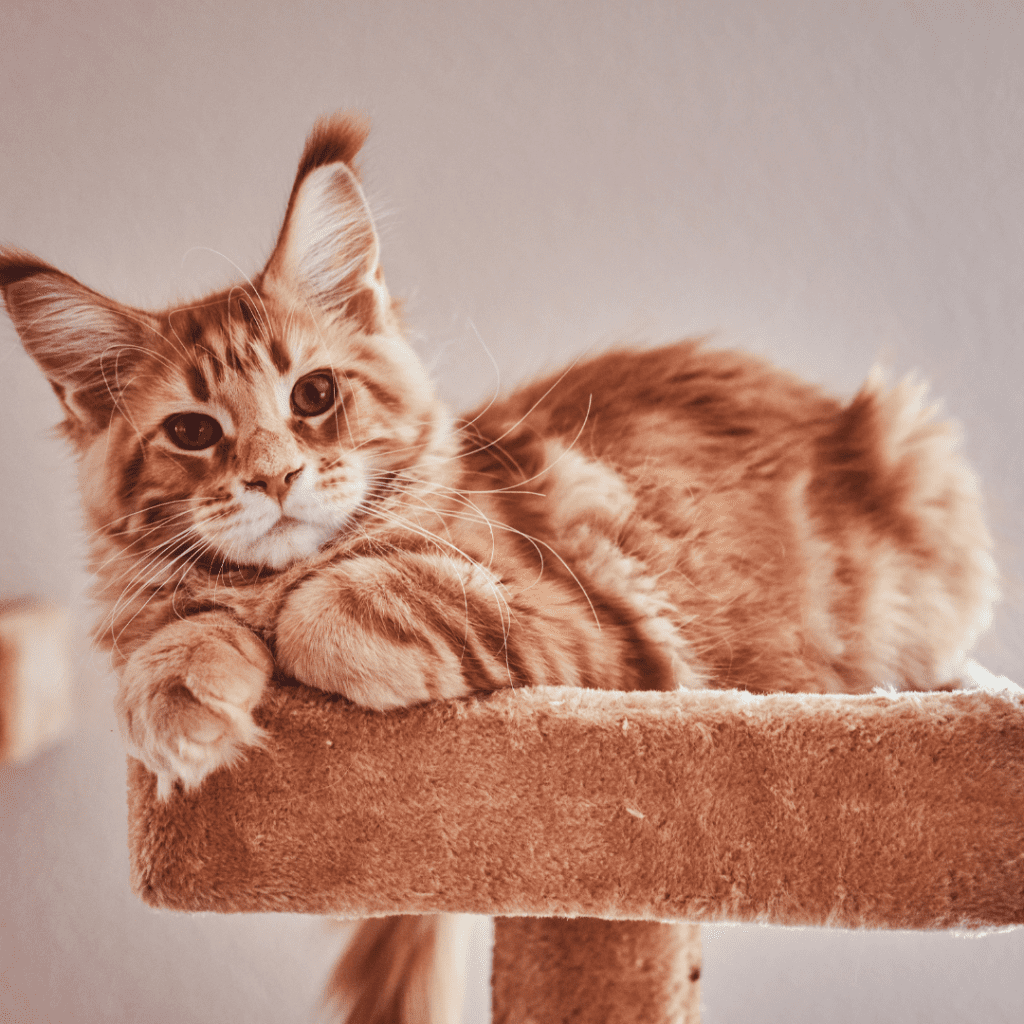 Compact Cat Furniture: Stylish Solutions for Small Apartment Homes