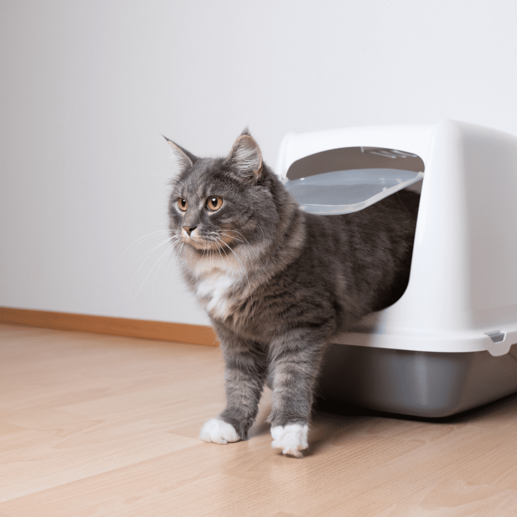 Protect Your Cat s Litter Box: Simple Strategies to Keep Dogs Out