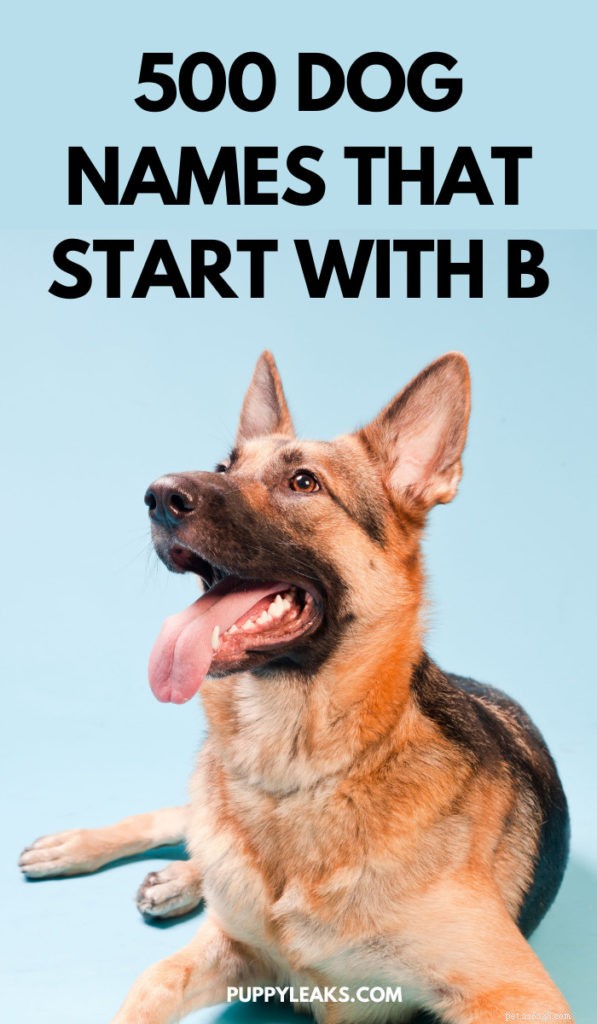 500 Unique Dog Names Starting With B – Find the Perfect Name for Your Pup
