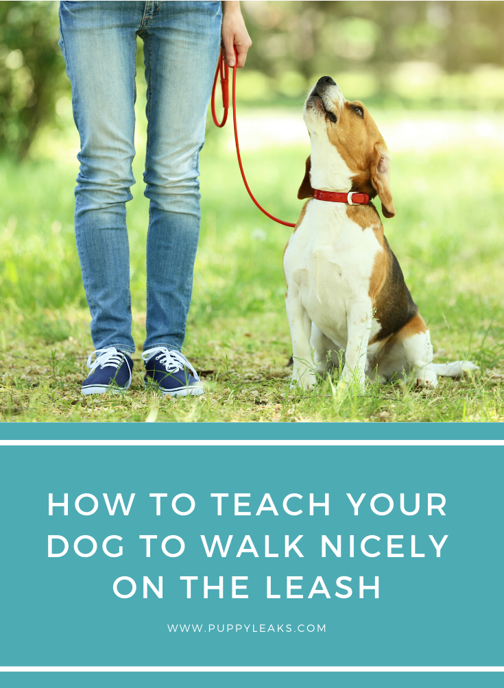 How I Cured My Dog’s Pulling Habit and Enjoy Peaceful Walks