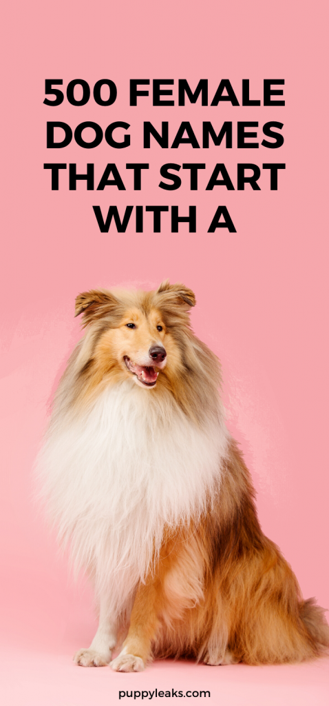 500 Female Dog Names Starting with A – Your Ultimate Naming Guide