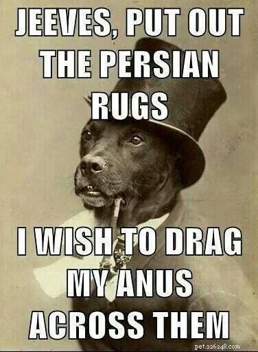 Understanding Why Dogs Drag Their Butts: Causes and Solutions