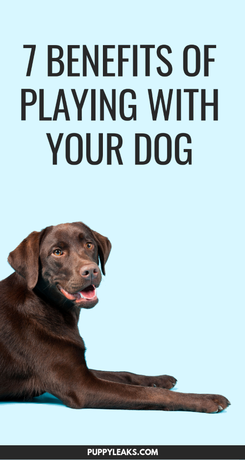 7 Proven Benefits of Dog Play: Boost Training, Health & Bonding