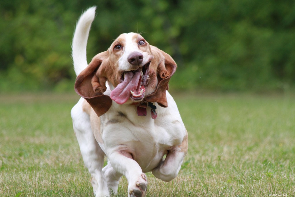 10 Low‑Maintenance Dog Breeds Perfect for Couch‑Cuddling