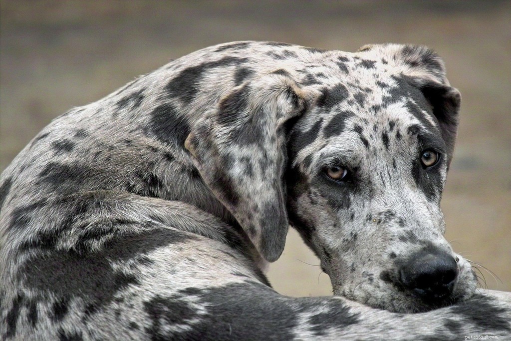 10 Low‑Maintenance Dog Breeds Perfect for Couch‑Cuddling
