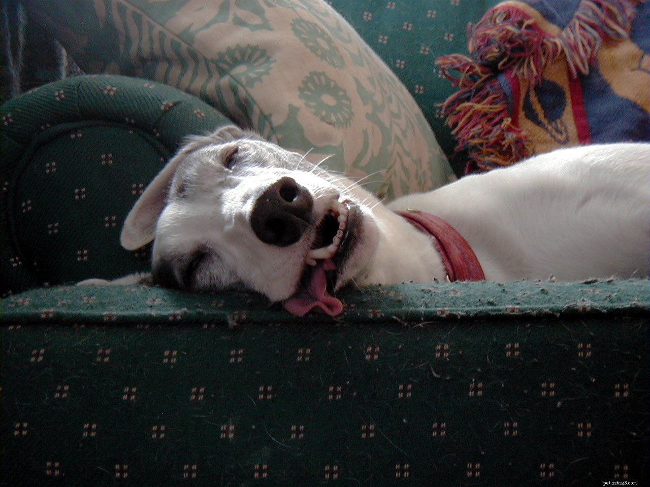 10 Low‑Maintenance Dog Breeds Perfect for Couch‑Cuddling