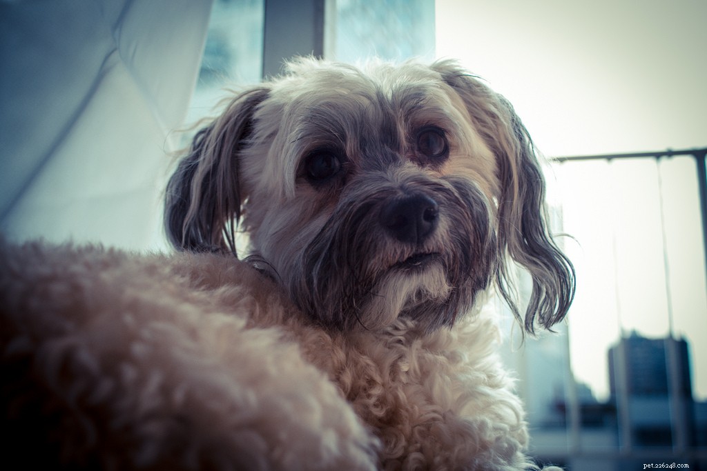 10 Low‑Maintenance Dog Breeds Perfect for Couch‑Cuddling