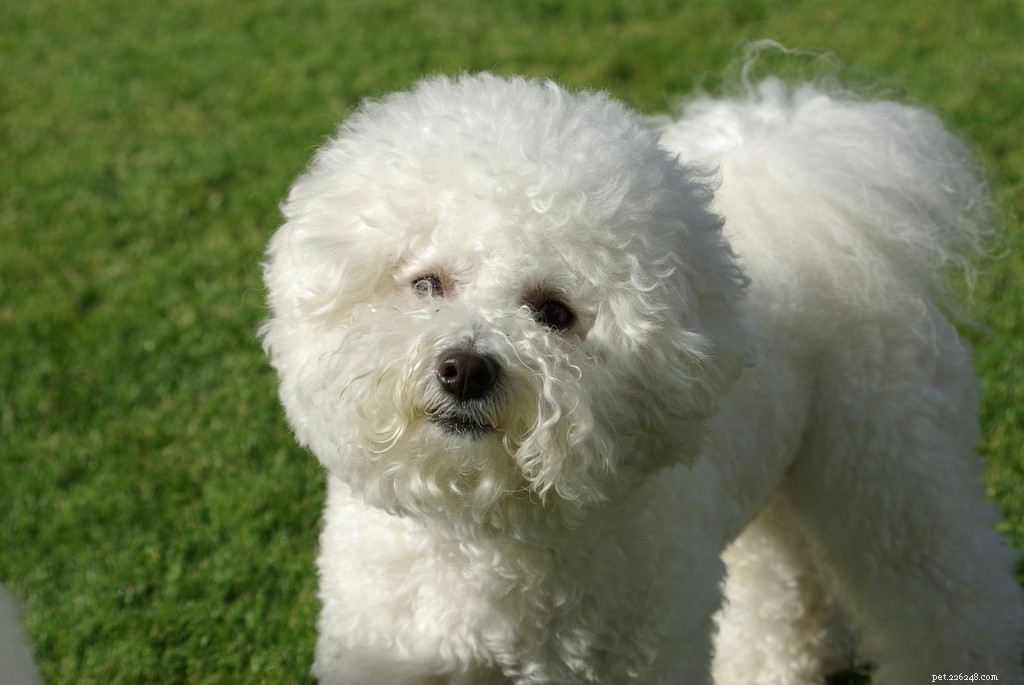 10 Low‑Maintenance Dog Breeds Perfect for Couch‑Cuddling