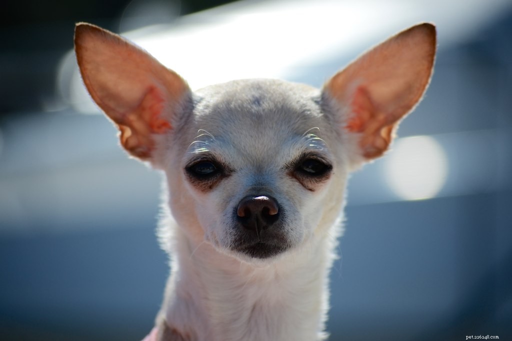 10 Low‑Maintenance Dog Breeds Perfect for Couch‑Cuddling