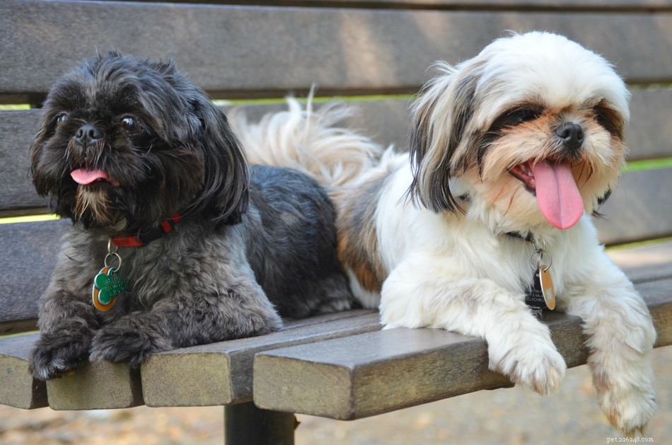 10 Low‑Maintenance Dog Breeds Perfect for Couch‑Cuddling