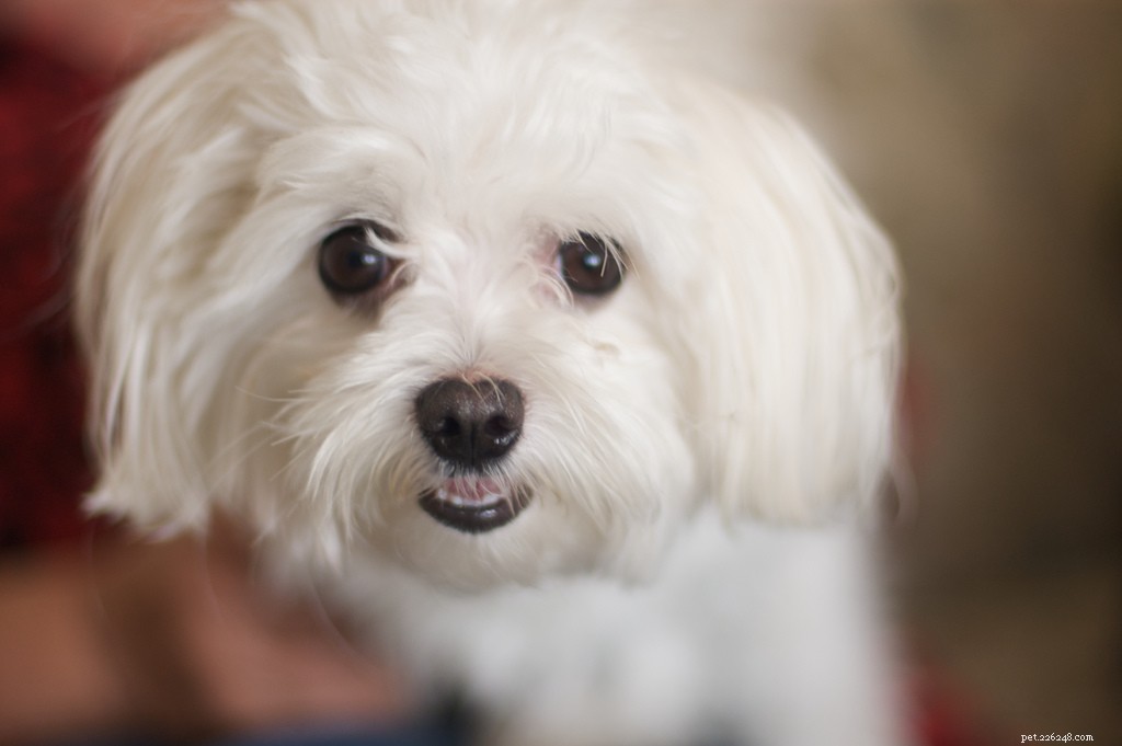 10 Low‑Maintenance Dog Breeds Perfect for Couch‑Cuddling