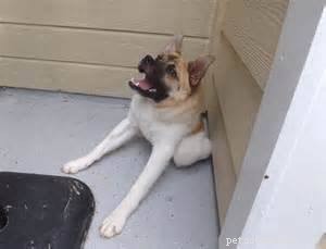 Pig the Adorable Dog: Follow Her Viral Adventures on Facebook