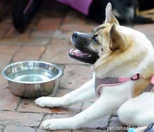Pig the Adorable Dog: Follow Her Viral Adventures on Facebook