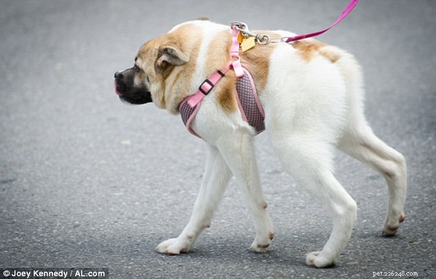 Pig the Adorable Dog: Follow Her Viral Adventures on Facebook