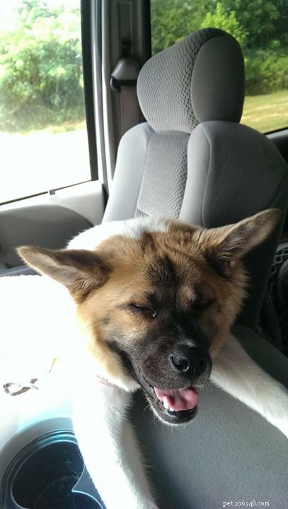 Pig the Adorable Dog: Follow Her Viral Adventures on Facebook