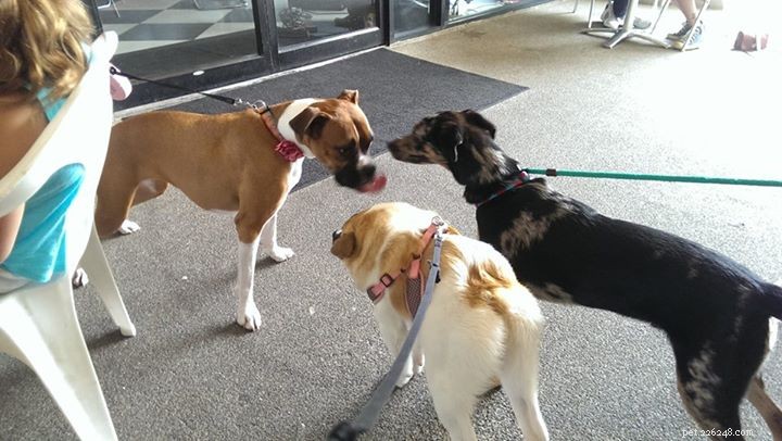 Pig the Adorable Dog: Follow Her Viral Adventures on Facebook