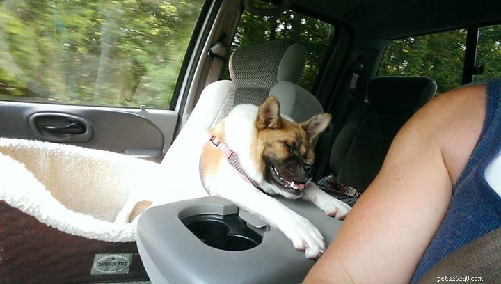 Pig the Adorable Dog: Follow Her Viral Adventures on Facebook