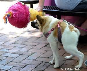 Pig the Adorable Dog: Follow Her Viral Adventures on Facebook