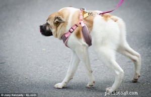 Pig the Adorable Dog: Follow Her Viral Adventures on Facebook