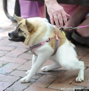 Pig the Adorable Dog: Follow Her Viral Adventures on Facebook