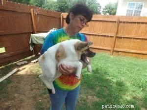 Pig the Adorable Dog: Follow Her Viral Adventures on Facebook