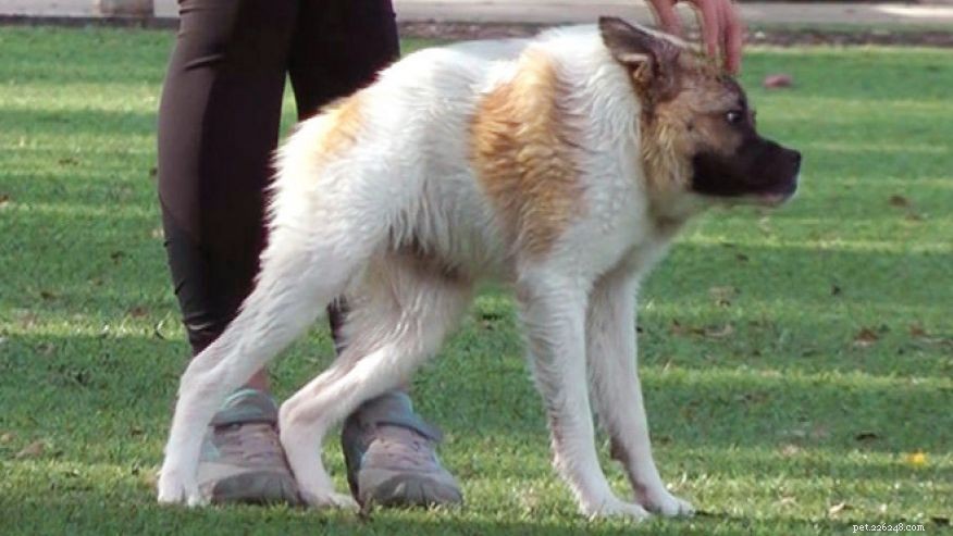 Pig the Adorable Dog: Follow Her Viral Adventures on Facebook