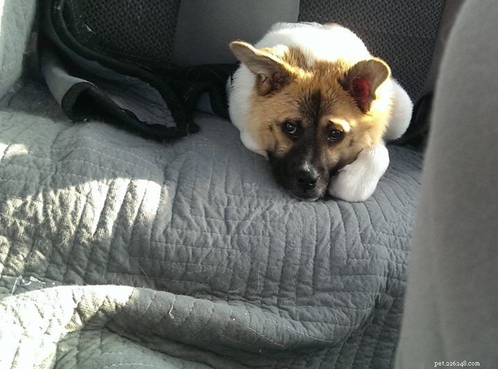 Pig the Adorable Dog: Follow Her Viral Adventures on Facebook
