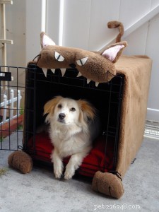 Crate Training 101: Why It Works & How to Do It Right